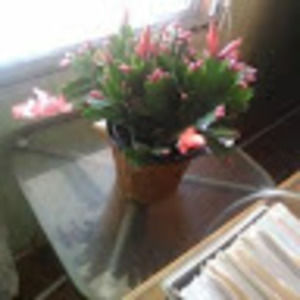 Meet your Posher, Evelyn